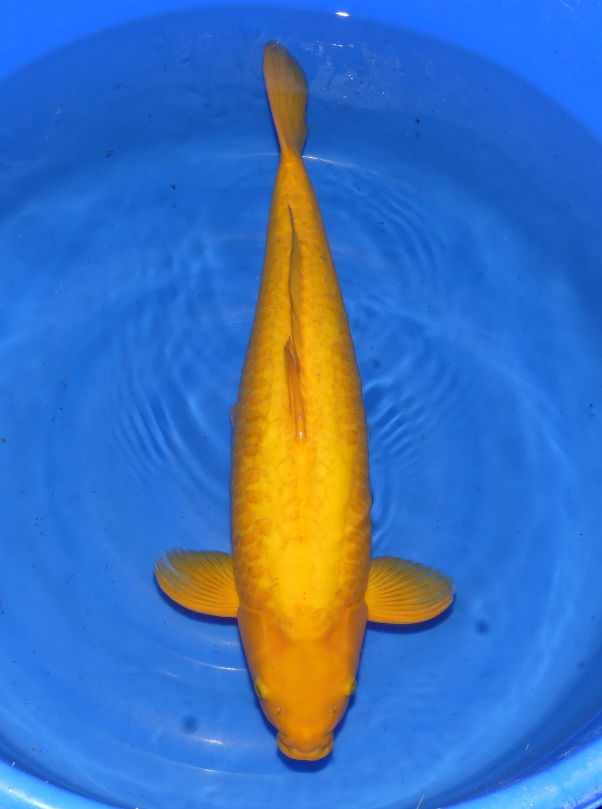 Doitsu Karashigoi, 65 cm, 2025, Tosai, weiblich [68dbf726-4a33-43f2-a733-8d93238fbbb8.jpg]