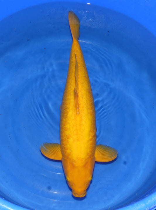 Doitsu Karashigoi, 65 cm, 2025, Tosai, weiblich [68dbf726-4a33-43f2-a733-8d93238fbbb8.jpg]