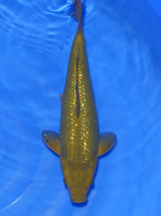Ginrin Chagoi, 34 cm, 2024, Tosai