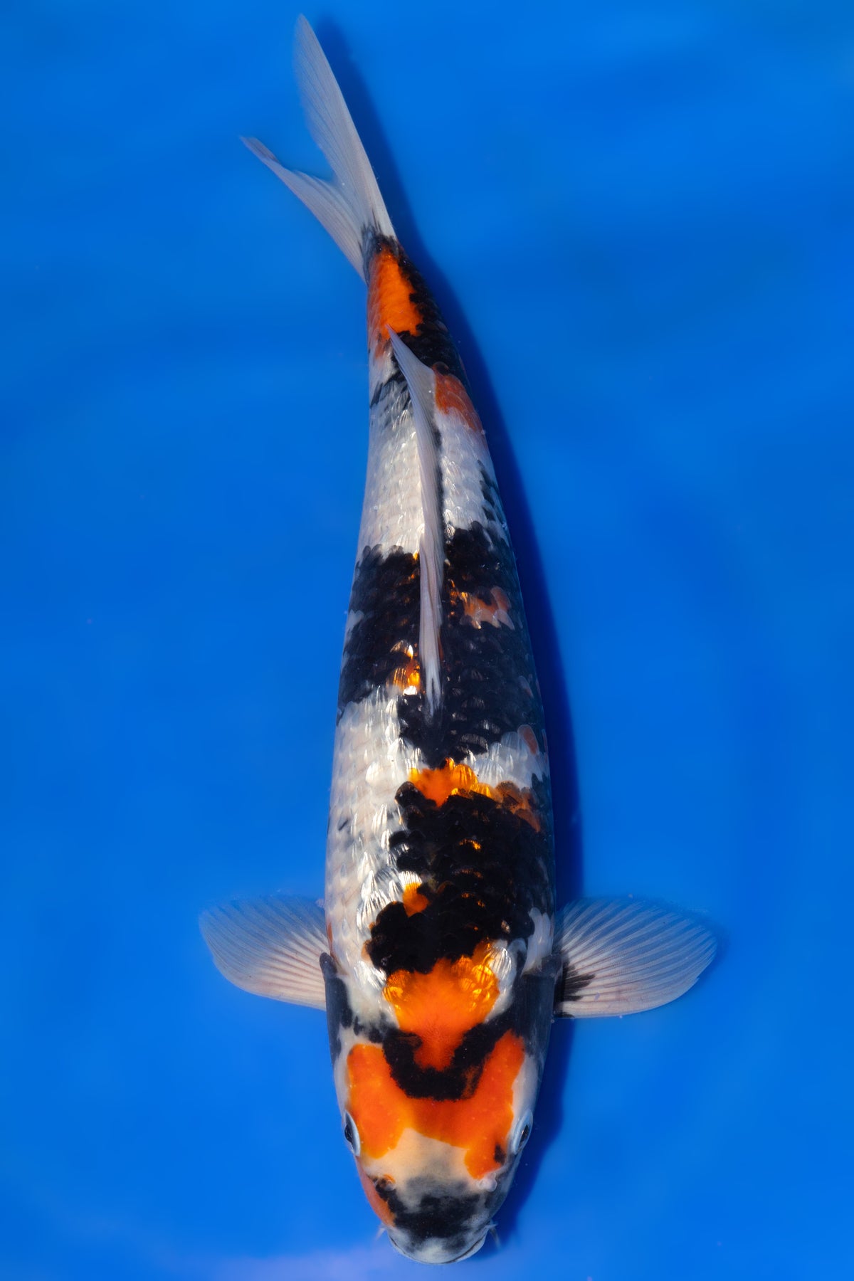 Ginrin Showa, 36 cm, 2025, Tosai [6c53f871-c6dc-4e07-967d-74ffabf8bdbe.jpg]