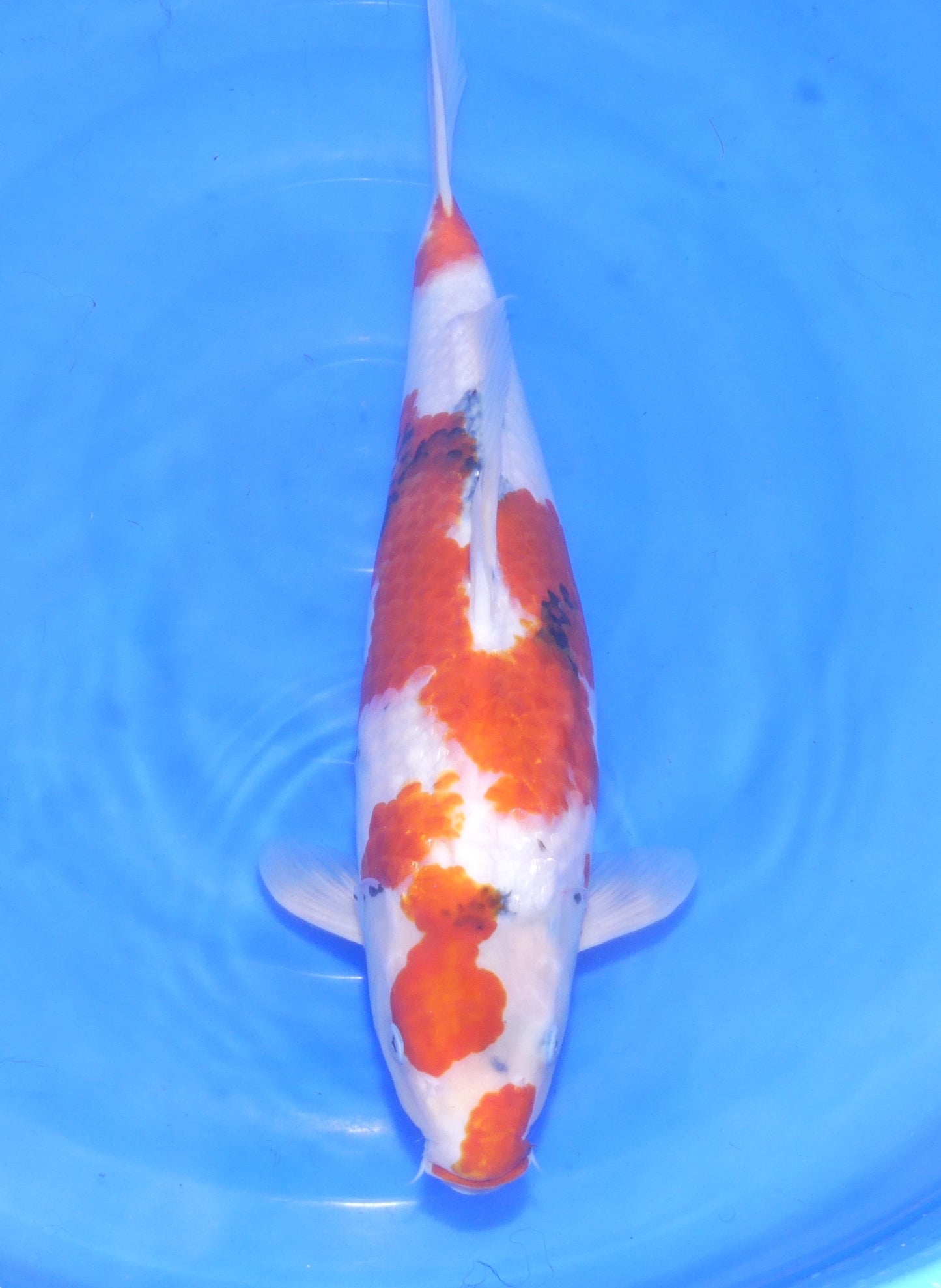 Showa, 51 cm, 2023, Sansai [70256af5-51bd-48f7-9462-474a39b5c28d.jpg]