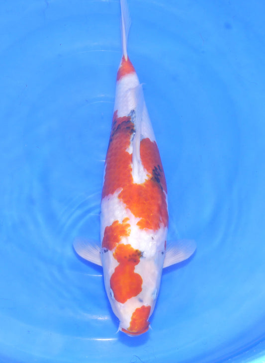 Showa, 51 cm, 2023, Sansai [70256af5-51bd-48f7-9462-474a39b5c28d.jpg]