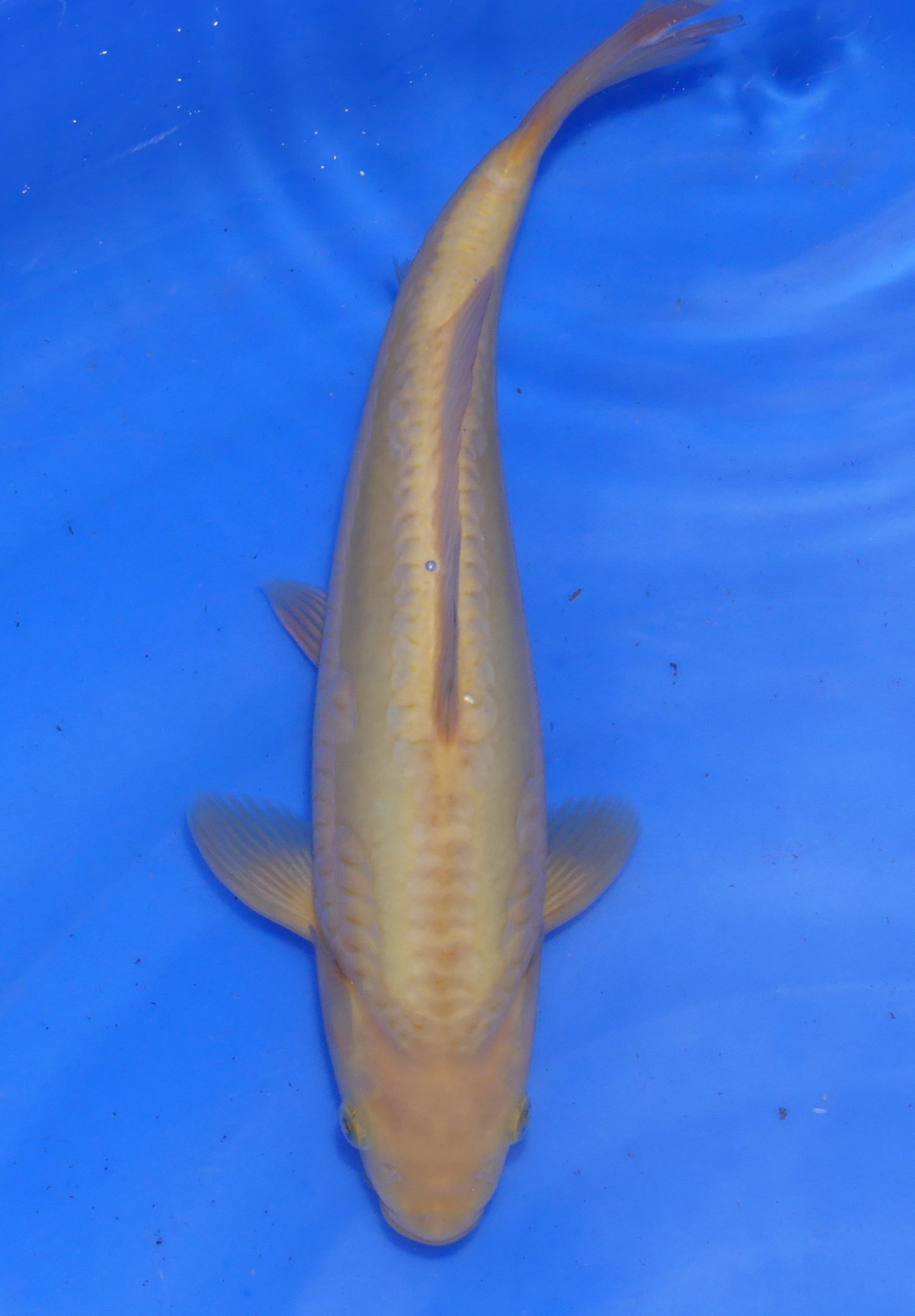Doitsu Karashigoi, 32 cm, 2024, Tosai