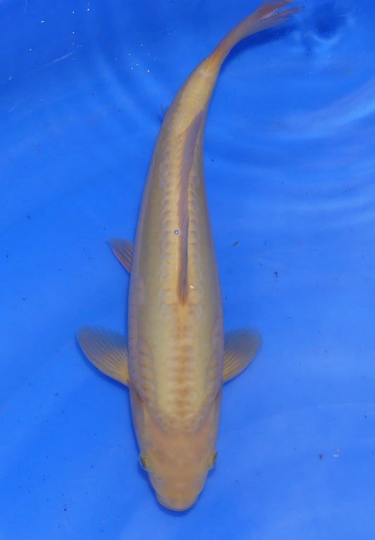 Doitsu Karashigoi, 32 cm, 2024, Tosai