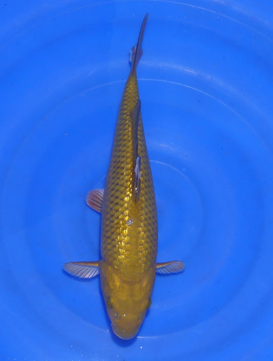 Ginrin Chagoi, 32 cm, 2024, Nisai [86efb7af-a13e-455c-80a0-341082fcd015.jpg]