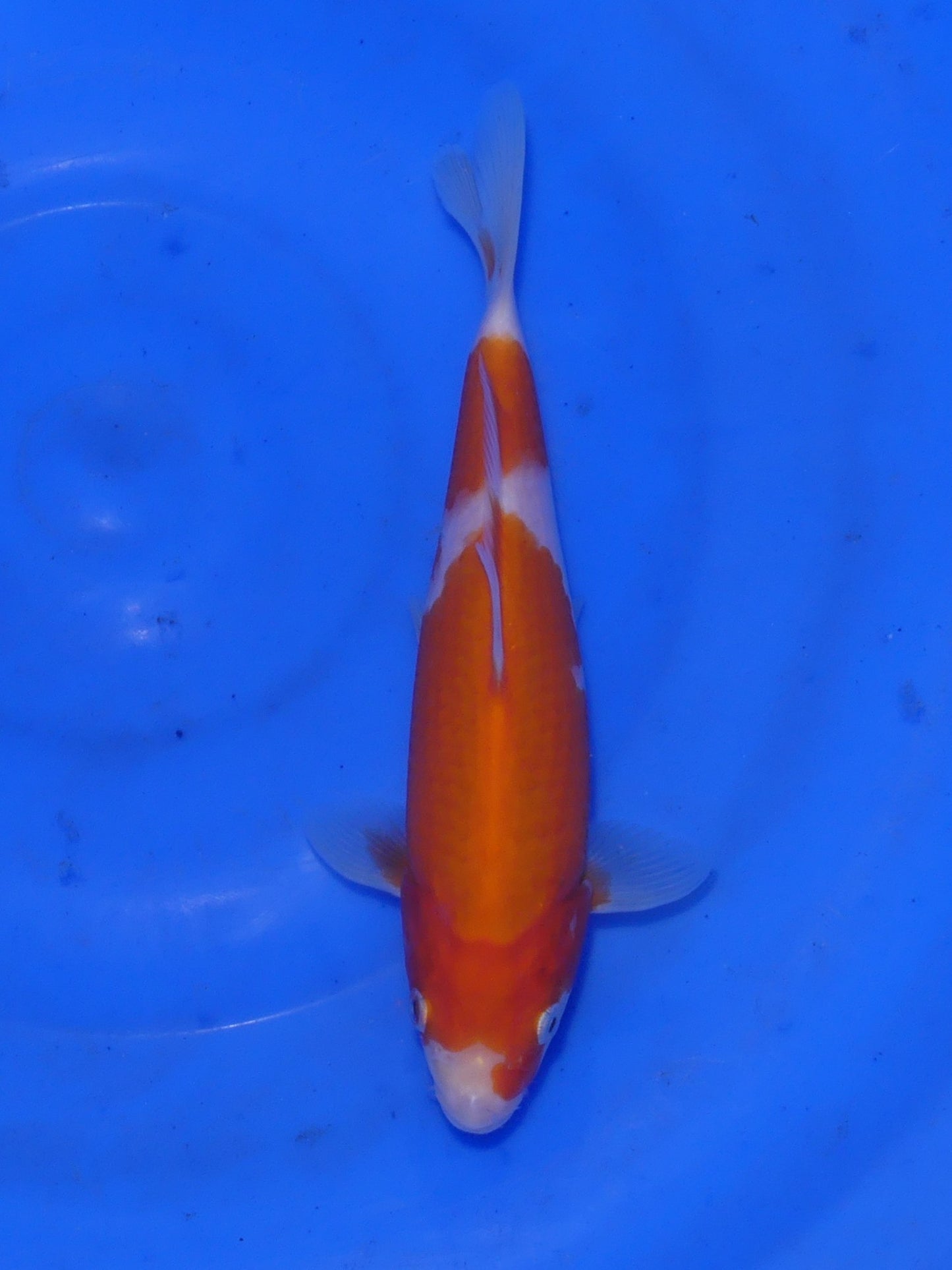 Kohaku, 20 cm, 2025, Tosai [87059931-bee1-4069-8256-a0aac4ce11e1.jpg]