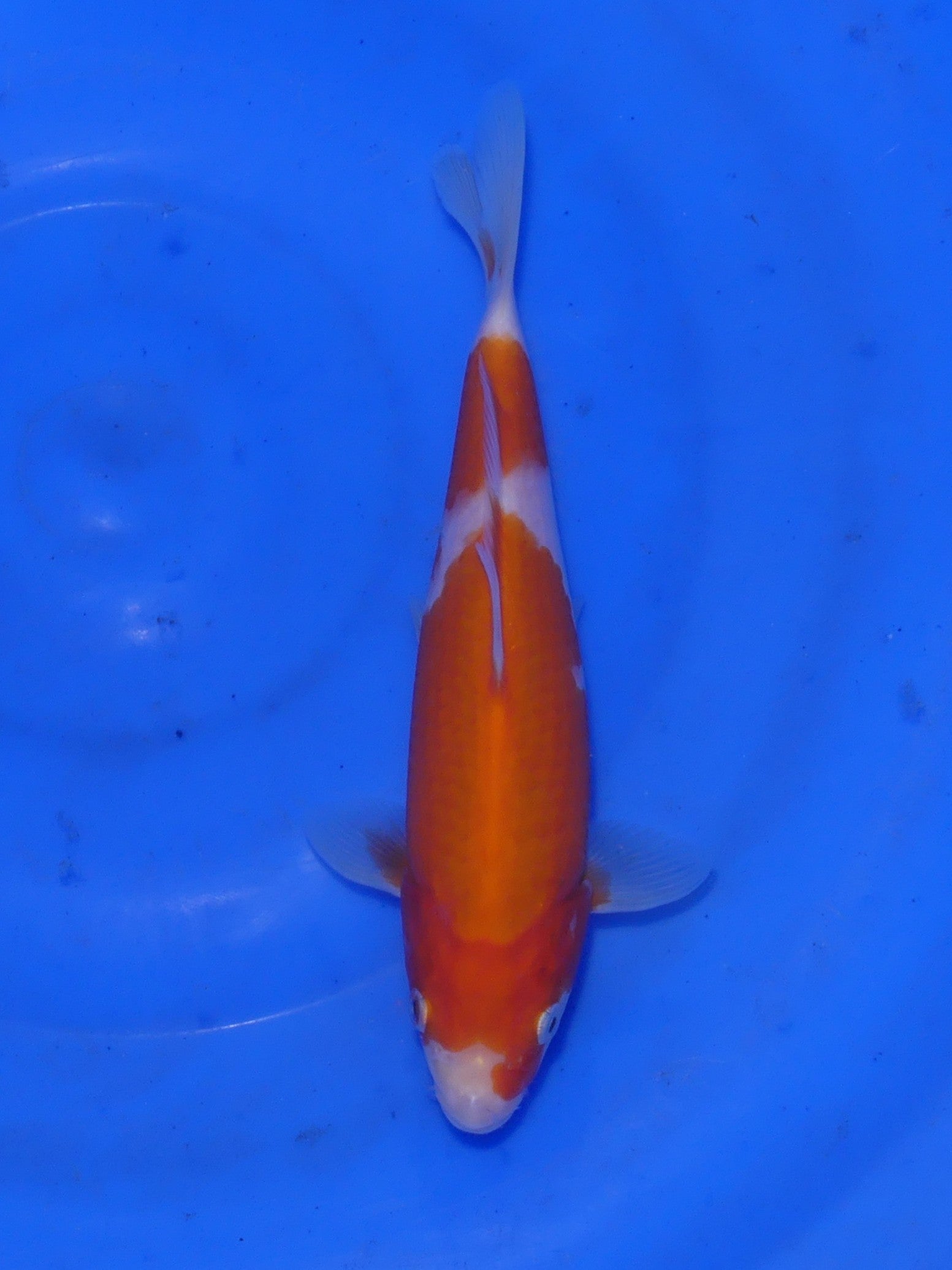 Kohaku, 20 cm, 2025, Tosai [87059931-bee1-4069-8256-a0aac4ce11e1.jpg]