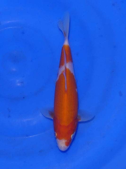Kohaku, 20 cm, 2025, Tosai [87059931-bee1-4069-8256-a0aac4ce11e1.jpg]