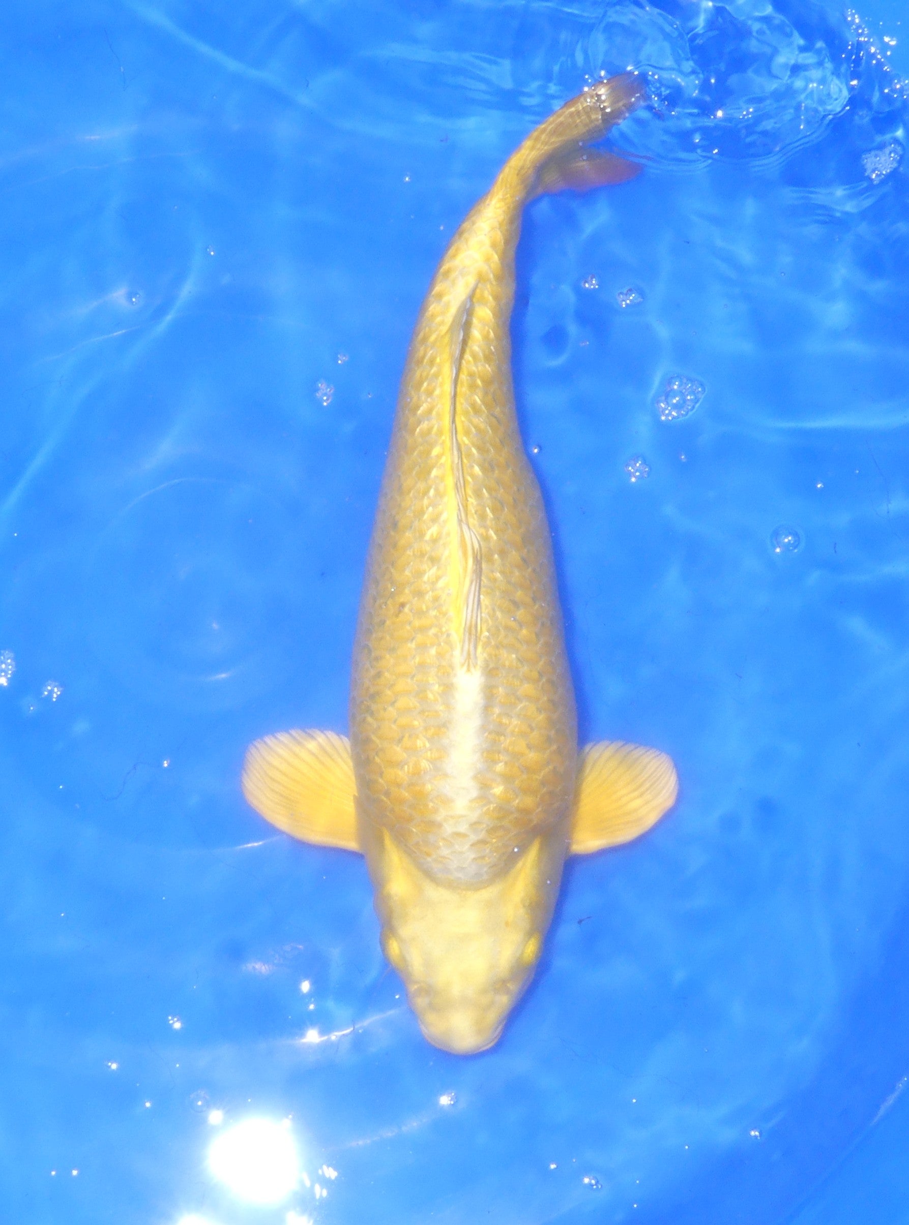 Ginrin Yamabuki, 46 cm, 2024, Nisai [8bfc3a5e-b43c-45fa-aa07-1a8d0362ff74.jpg]