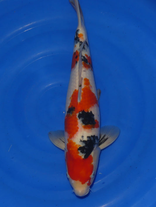 Sanke, 51 cm, 2024, Nisai [97beaaec-f04a-4d4a-9a7b-3dfa86ddfb76.jpg]