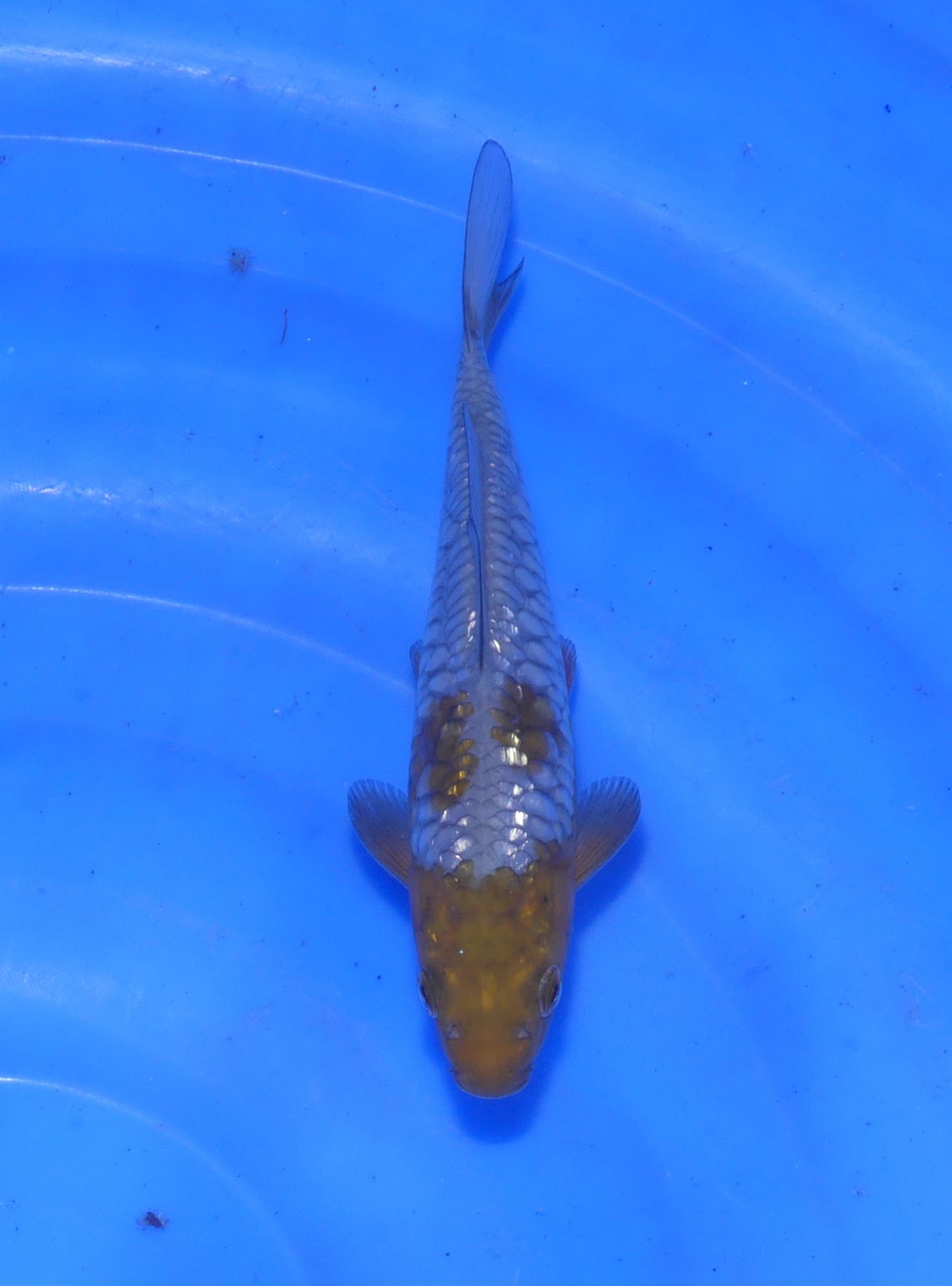 Ginrin Big Scale Ochiba, 16 cm, 2025, Tosai [97d62f2b-975e-4e8b-b64e-2aab45e5b4ef.jpg]