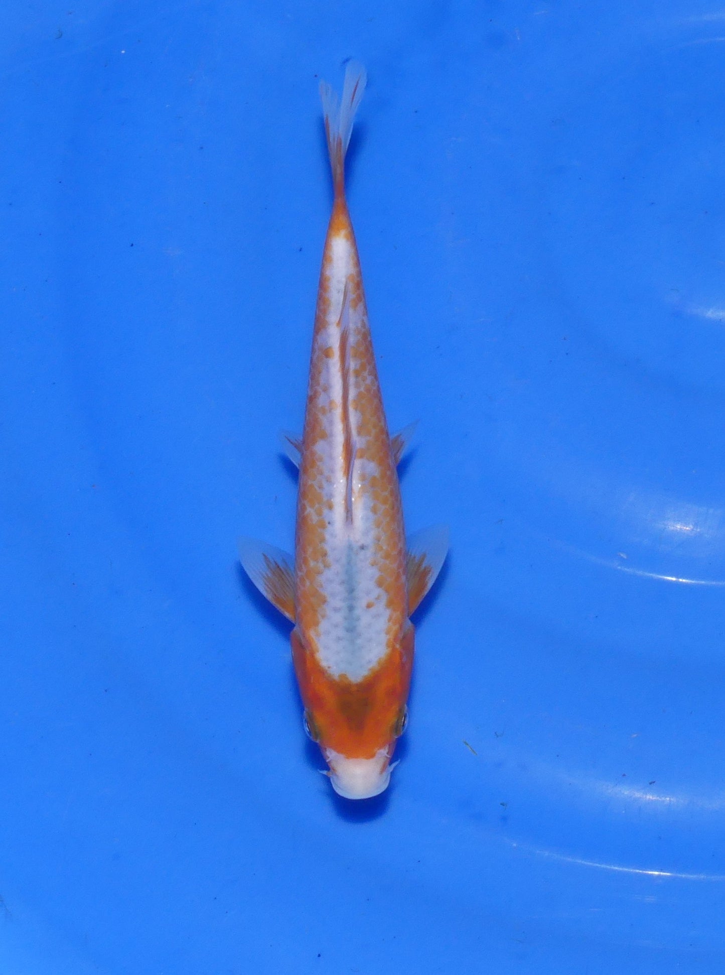 Asagi, 20 cm, 2024, Tosai