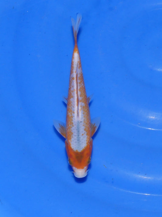 Asagi, 20 cm, 2024, Tosai