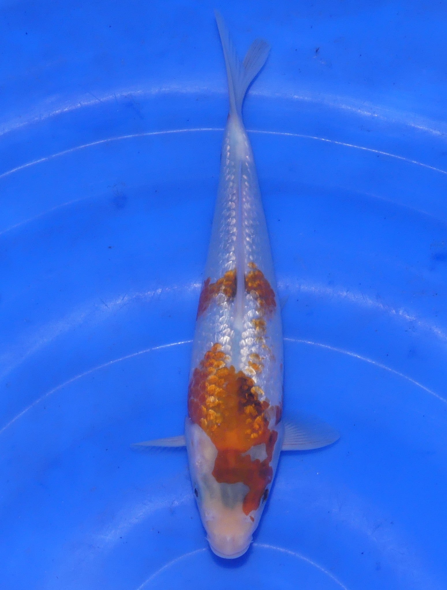 Ginrin Showa, 20 cm, 2025, Tosai [98db743e-7c94-40fd-ba66-0edc137c6ec4.jpg]