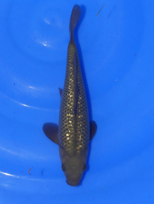 Ginrin Chagoi, 21 cm, 2024, Tosai
