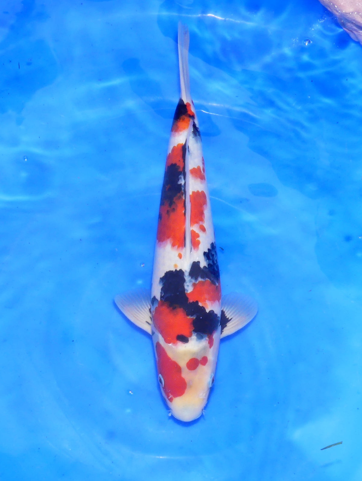 Showa, 36 cm, 2025, Tosai [9ed46421-de6c-489e-8338-a1d1ba5ecd94.jpg]