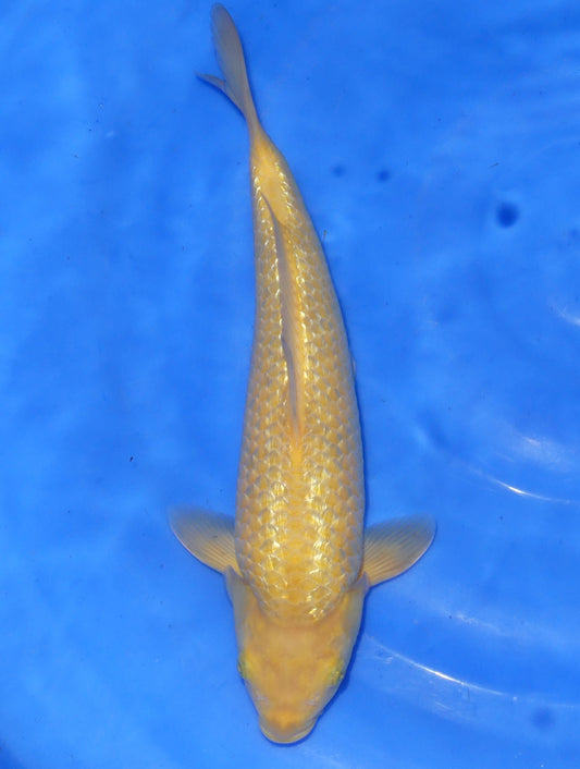 Ginrin Karashigoi, 31 cm, 2024, Tosai