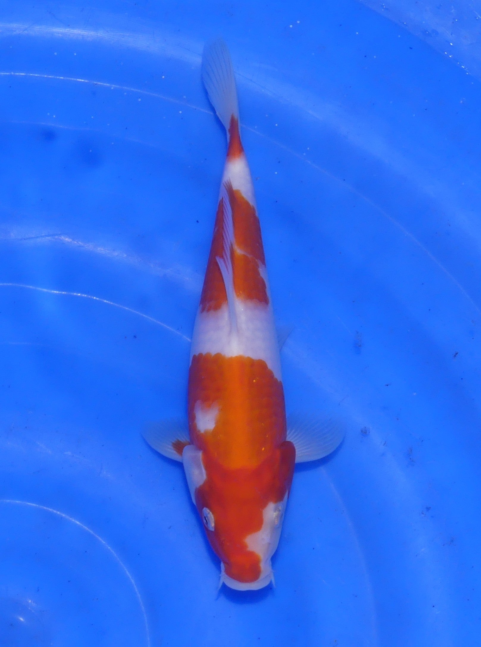 Kohaku, 20 cm, 2025, Tosai [a7d822e6-897c-4167-8456-d5e1b3c626a3.jpg]