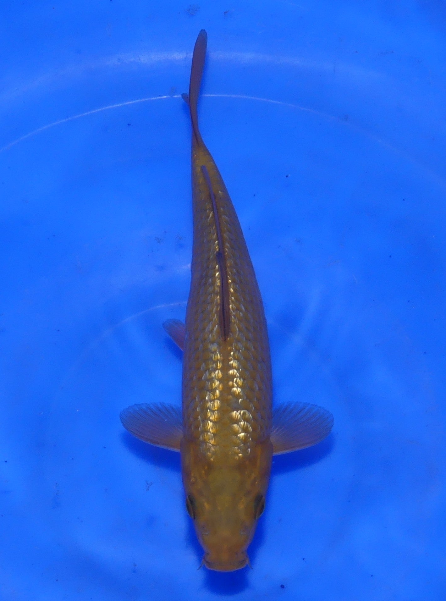 Ginrin Chagoi, 20 cm, 2025, Tosai [adf672f2-7bb1-4814-8f5d-a2c93b92ca17.jpg]