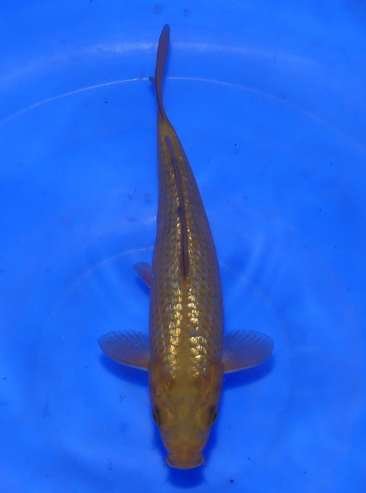 Ginrin Chagoi, 20 cm, 2025, Tosai [adf672f2-7bb1-4814-8f5d-a2c93b92ca17.jpg]