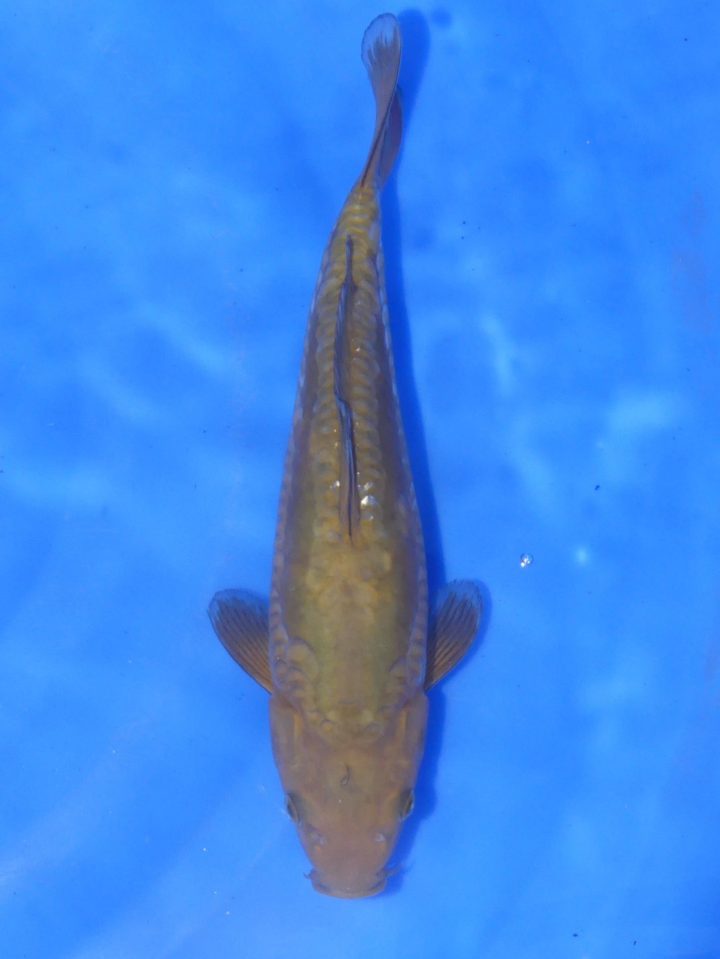 Doitsu Chagoi, 33 cm, 2024, Tosai