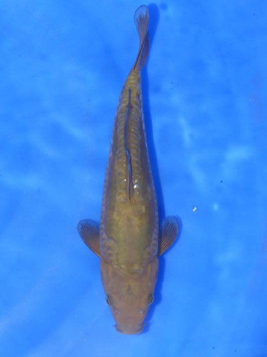 Doitsu Chagoi, 33 cm, 2024, Tosai