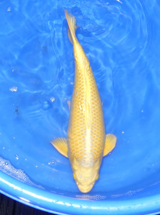 Yamabuki, 50 cm, 2024, Nisai [b103f2fa-7112-4138-81e4-af0a7f23cd82.jpg]