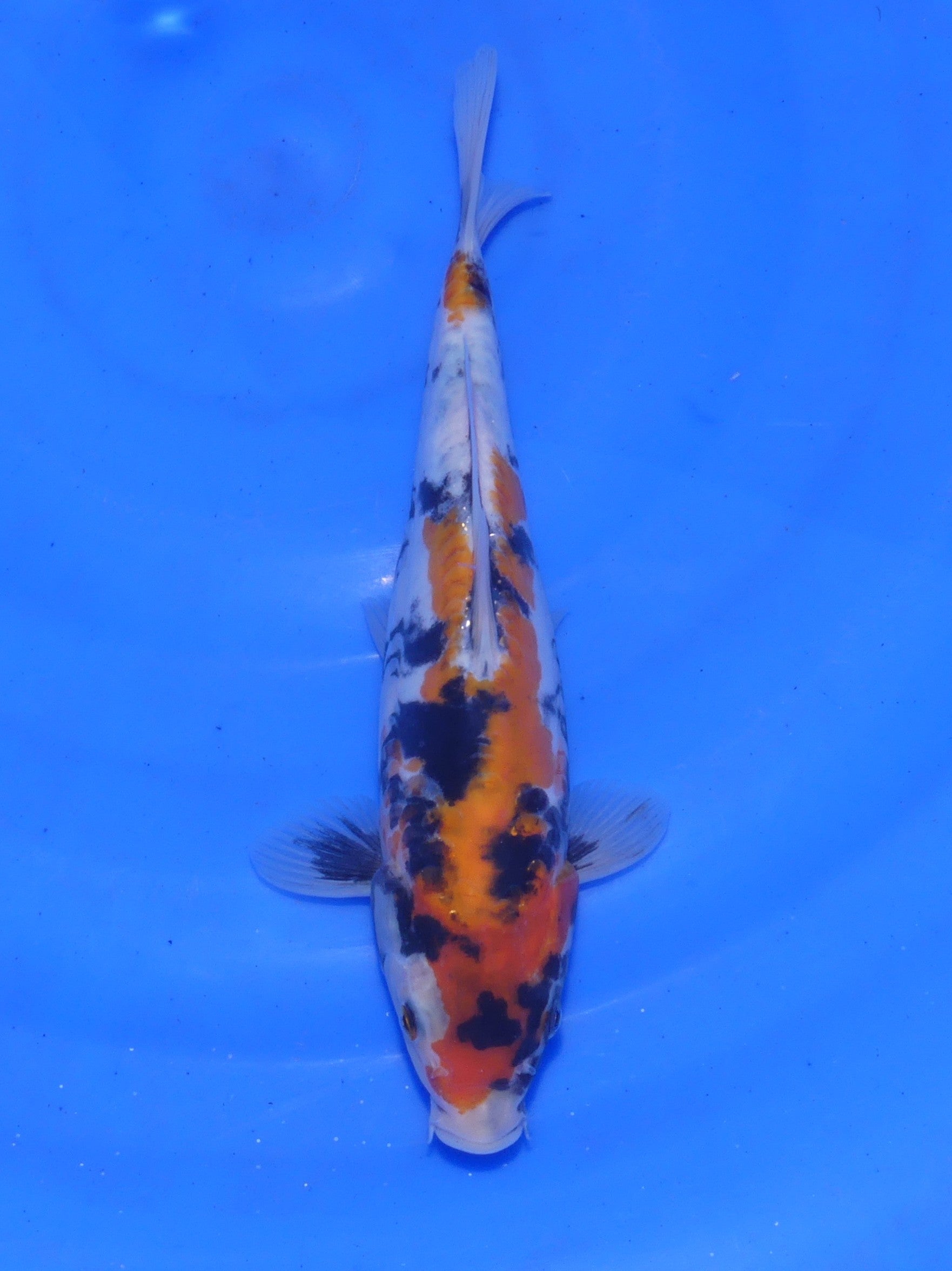 Doitsu Showa, 22 cm, 2025, Tosai [b2610352-8ce4-47c5-9a19-b1e7ebc7ea19.jpg]