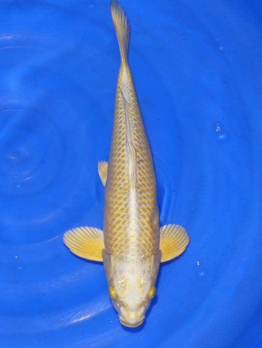 Yamabuki Ogon, 39 cm, 2024, Nisai [b2ed7b30-478f-4b21-a208-c3a5f98d47a5.jpg]