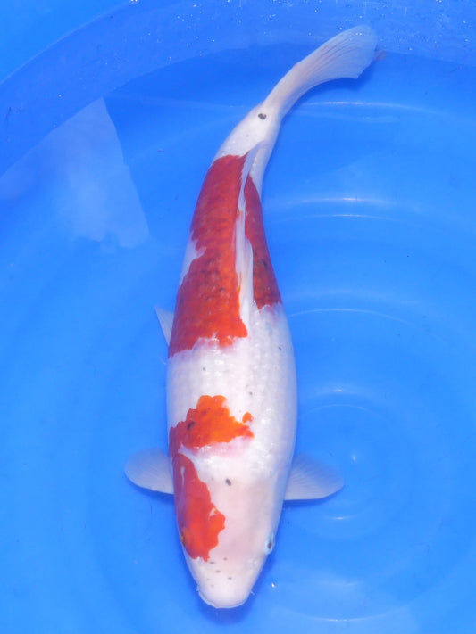 Ai Goromo, 52 cm, 2023, Sansai [b6978fe0-20d6-40fa-9814-01b37740c2ed.jpg]