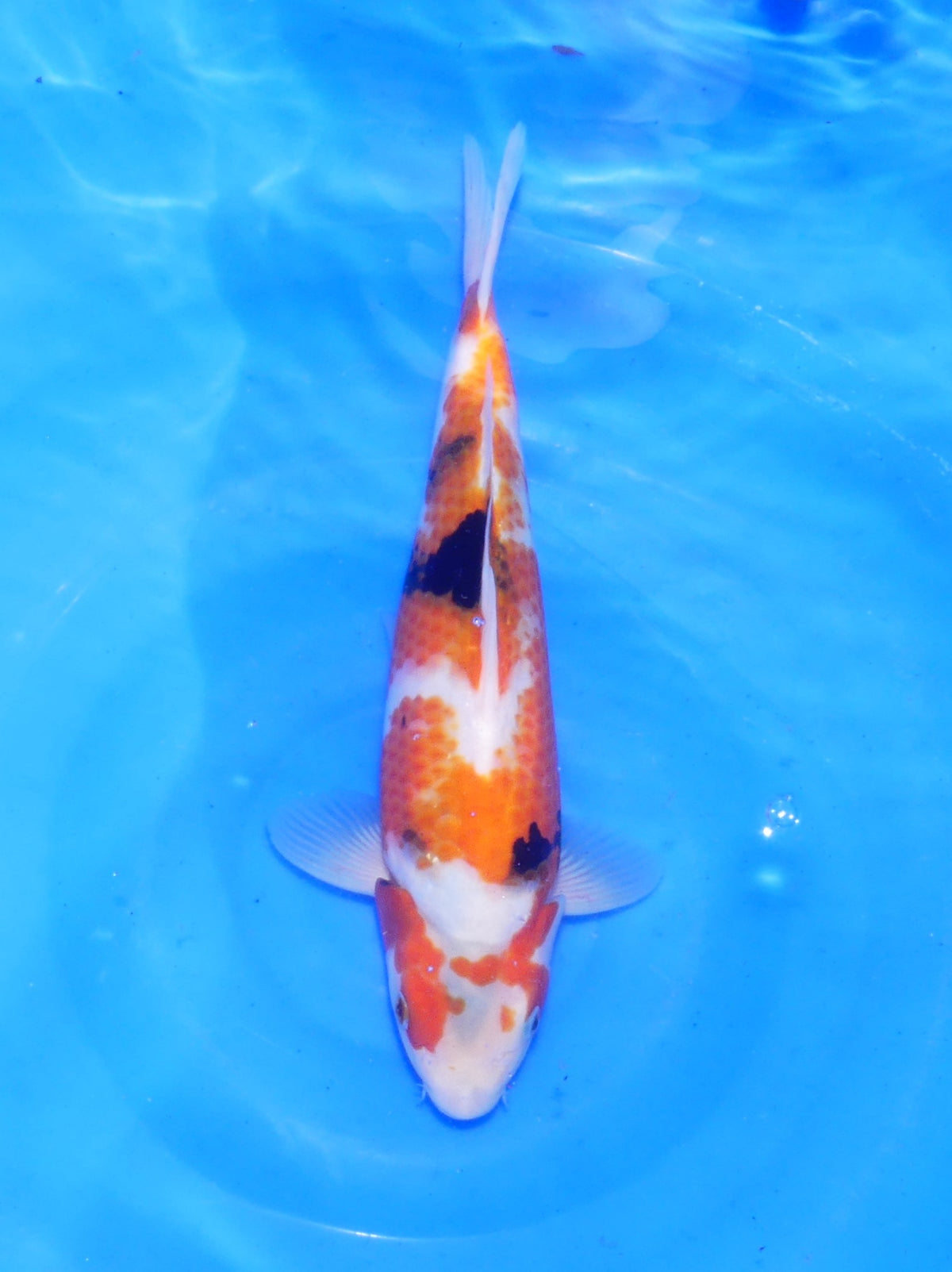 Showa, 31 cm, 2025, Tosai [b6a95a38-3164-403a-a2ac-e21f34ce050c.jpg]