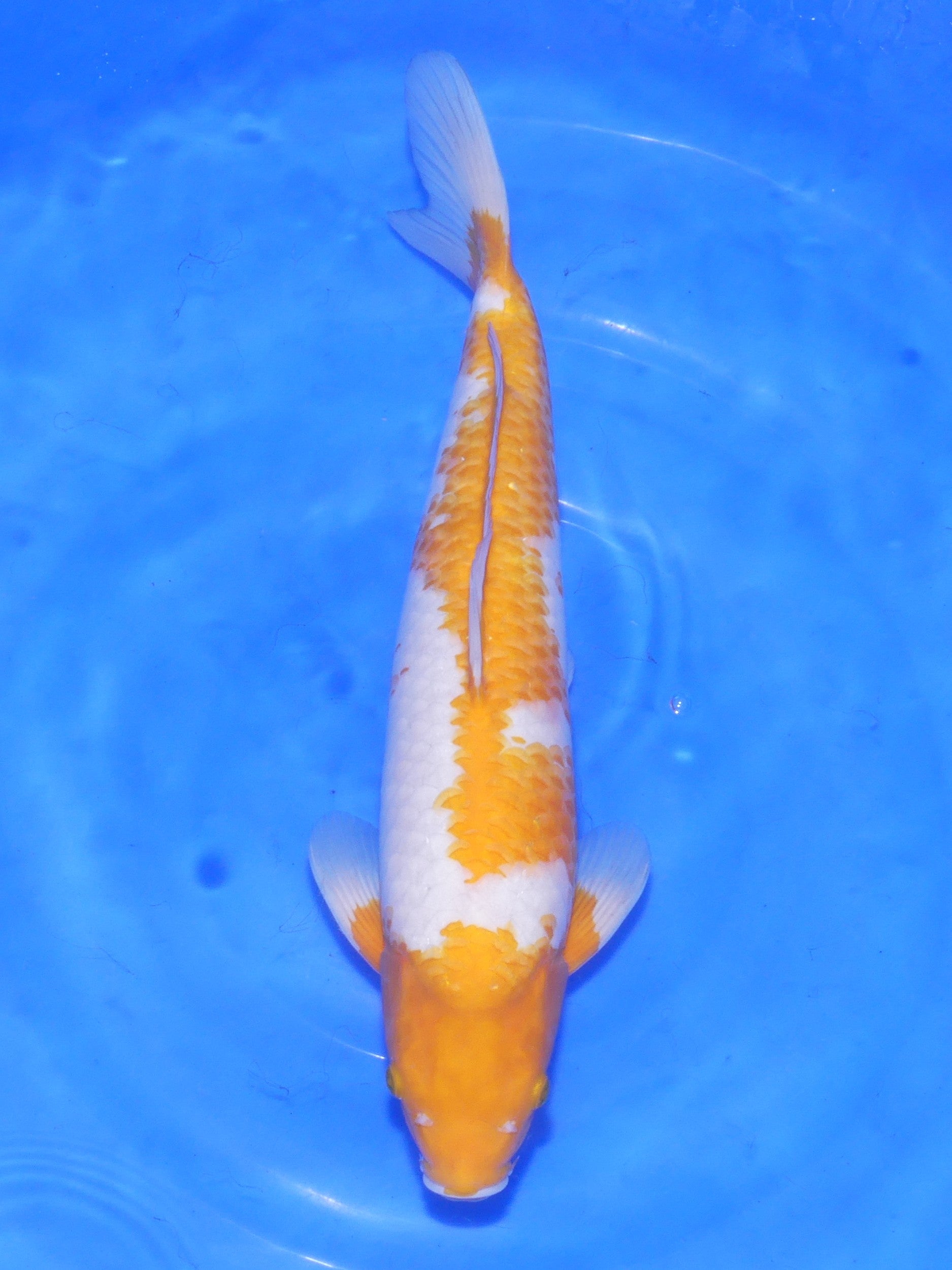 Koyo, 47 cm, 2024, Nisai [b82ac8b0-b432-4efe-8465-d5d717c7ce79.jpg]