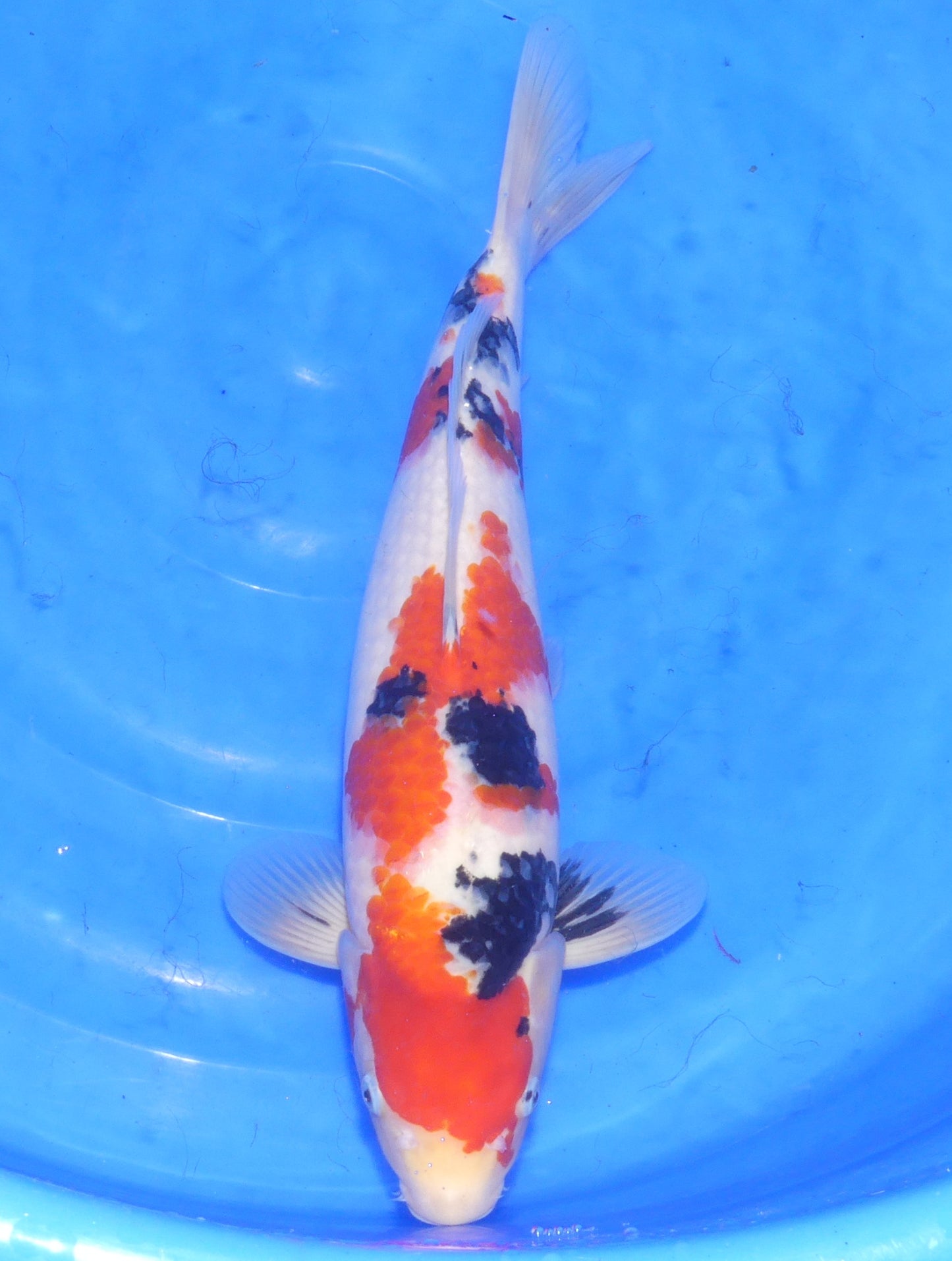 Sanke, 46 cm, 2024, Tosai [baa883c3-61d1-491d-a254-1b7c9de8aceb.jpg]