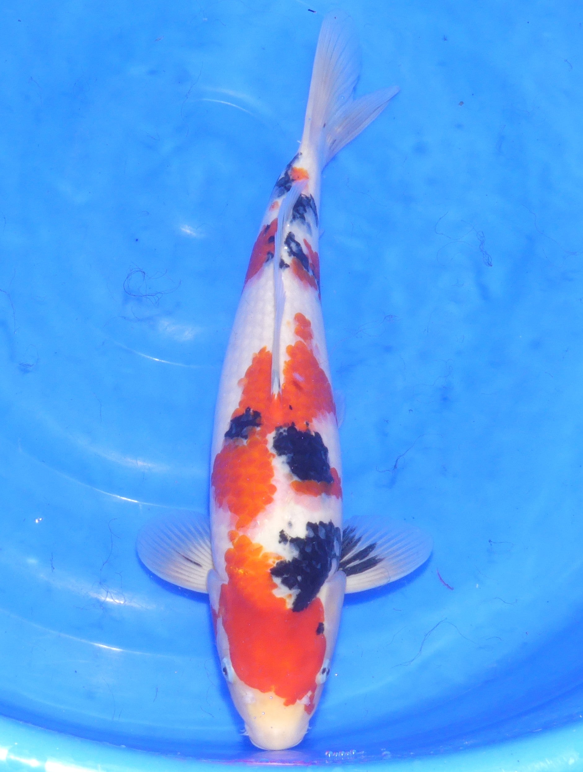 Sanke, 46 cm, 2024, Tosai [baa883c3-61d1-491d-a254-1b7c9de8aceb.jpg]