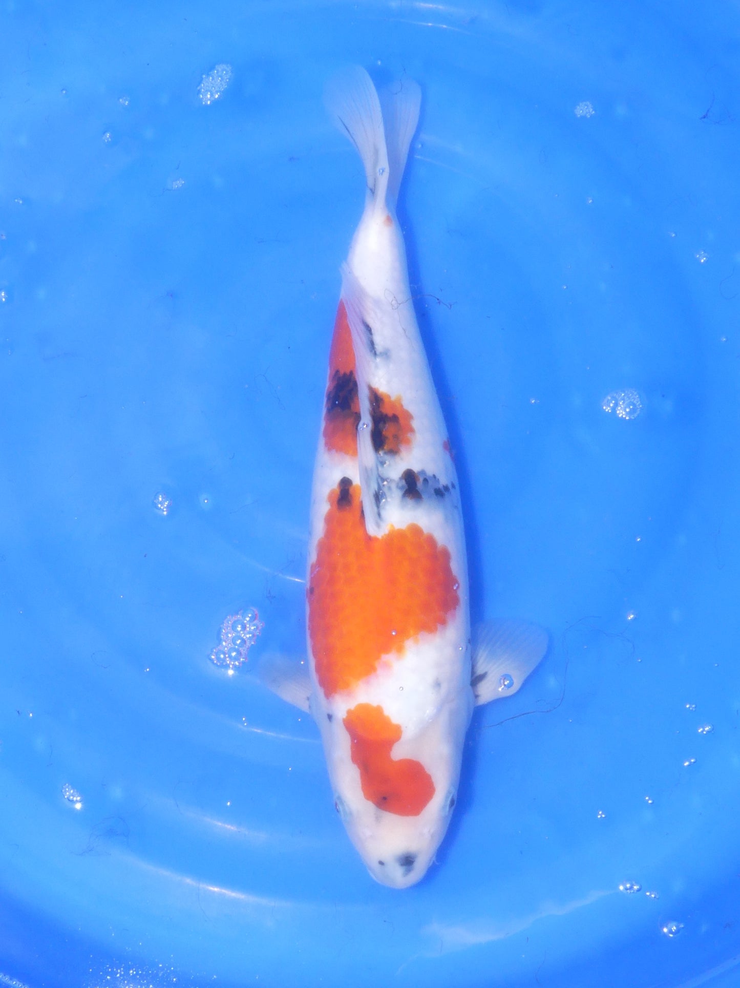 Showa, 45 cm, 2023, Sansai [bb763ca2-63b2-4fed-8605-655fb0cfb399.jpg]