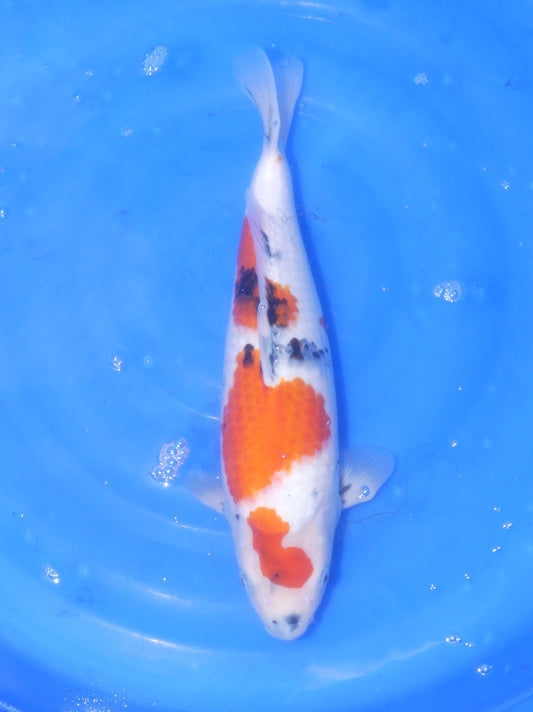 Showa, 45 cm, 2023, Sansai [bb763ca2-63b2-4fed-8605-655fb0cfb399.jpg]