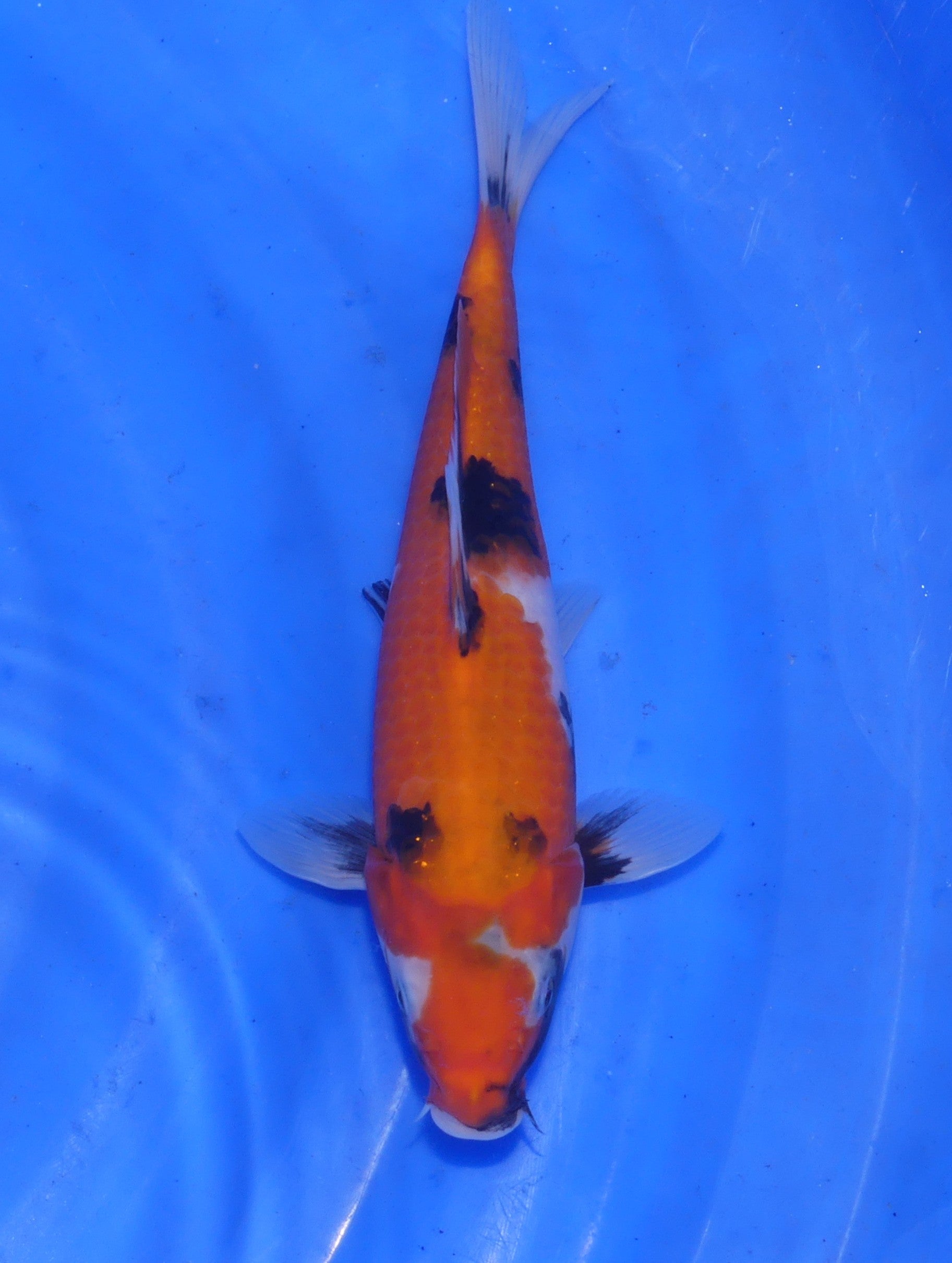 Showa, 25 cm, 2025, Tosai [bbb41c98-5f99-47c2-aba6-85572afaafa6.jpg]