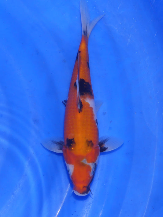 Showa, 25 cm, 2025, Tosai [bbb41c98-5f99-47c2-aba6-85572afaafa6.jpg]