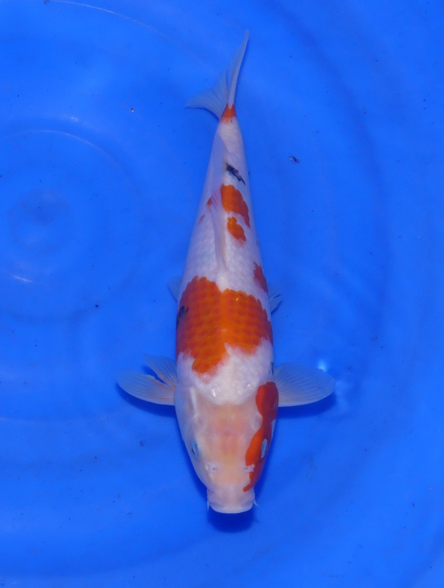 Kindai Showa, 30 cm, 2025, Tosai [bc2b4cc3-9878-48d2-ab47-3046308f6c2b.jpg]