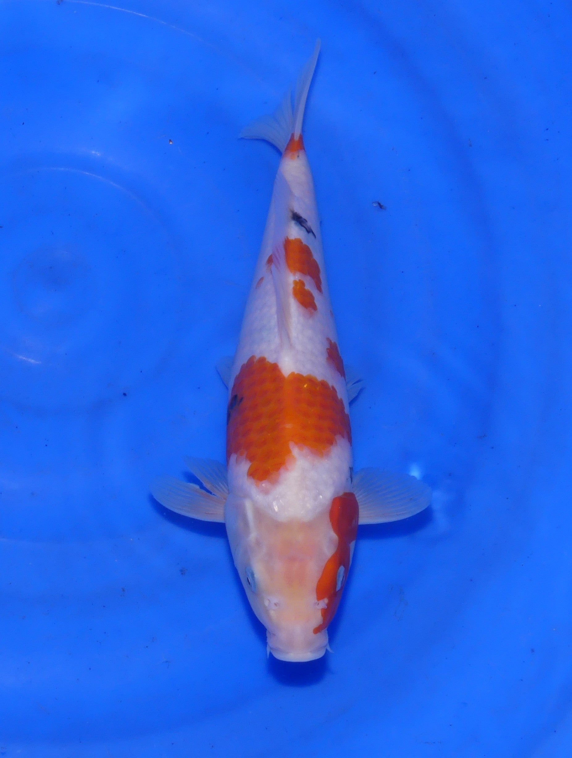 Kindai Showa, 30 cm, 2025, Tosai [bc2b4cc3-9878-48d2-ab47-3046308f6c2b.jpg]