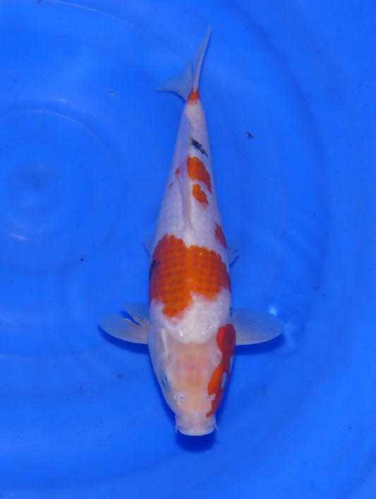 Kindai Showa, 30 cm, 2025, Tosai [bc2b4cc3-9878-48d2-ab47-3046308f6c2b.jpg]