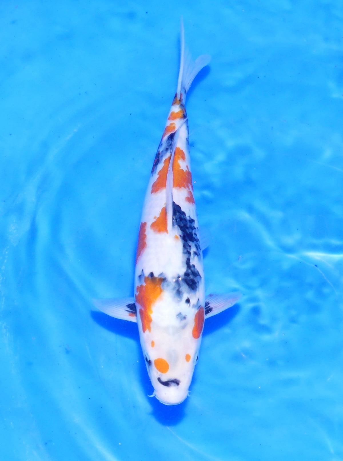 Showa, 30 cm, 2025, Tosai [beab8a10-86c8-4135-ab16-c272c67a4f82.jpg]