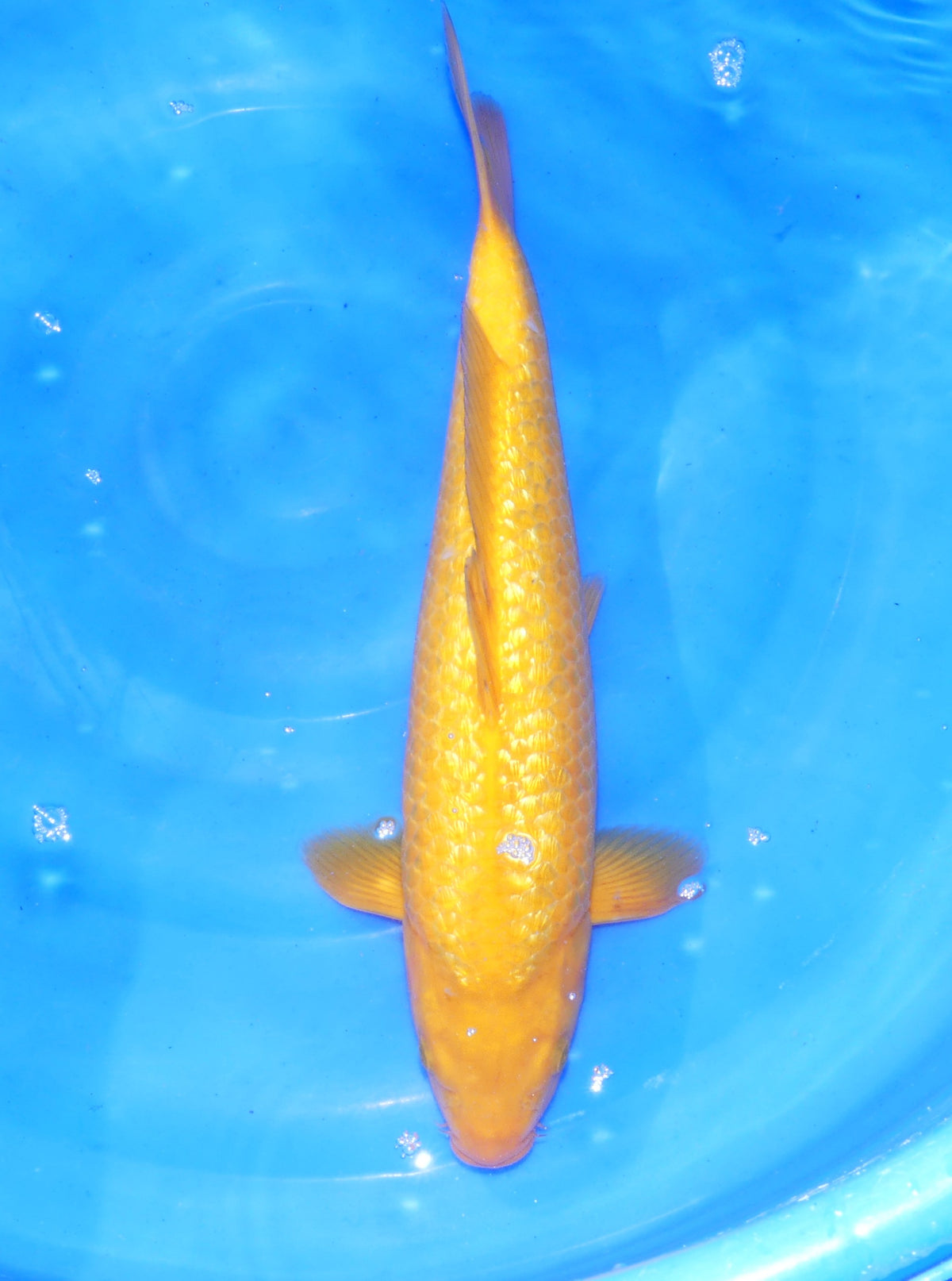 Ginrin Karashigoi, 43 cm, 2025, Tosai [c0bb6076-49d7-490b-9163-17598b4aa2dc.jpg]