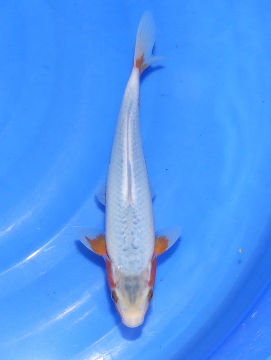 Asagi, 24 cm, 2024, Tosai