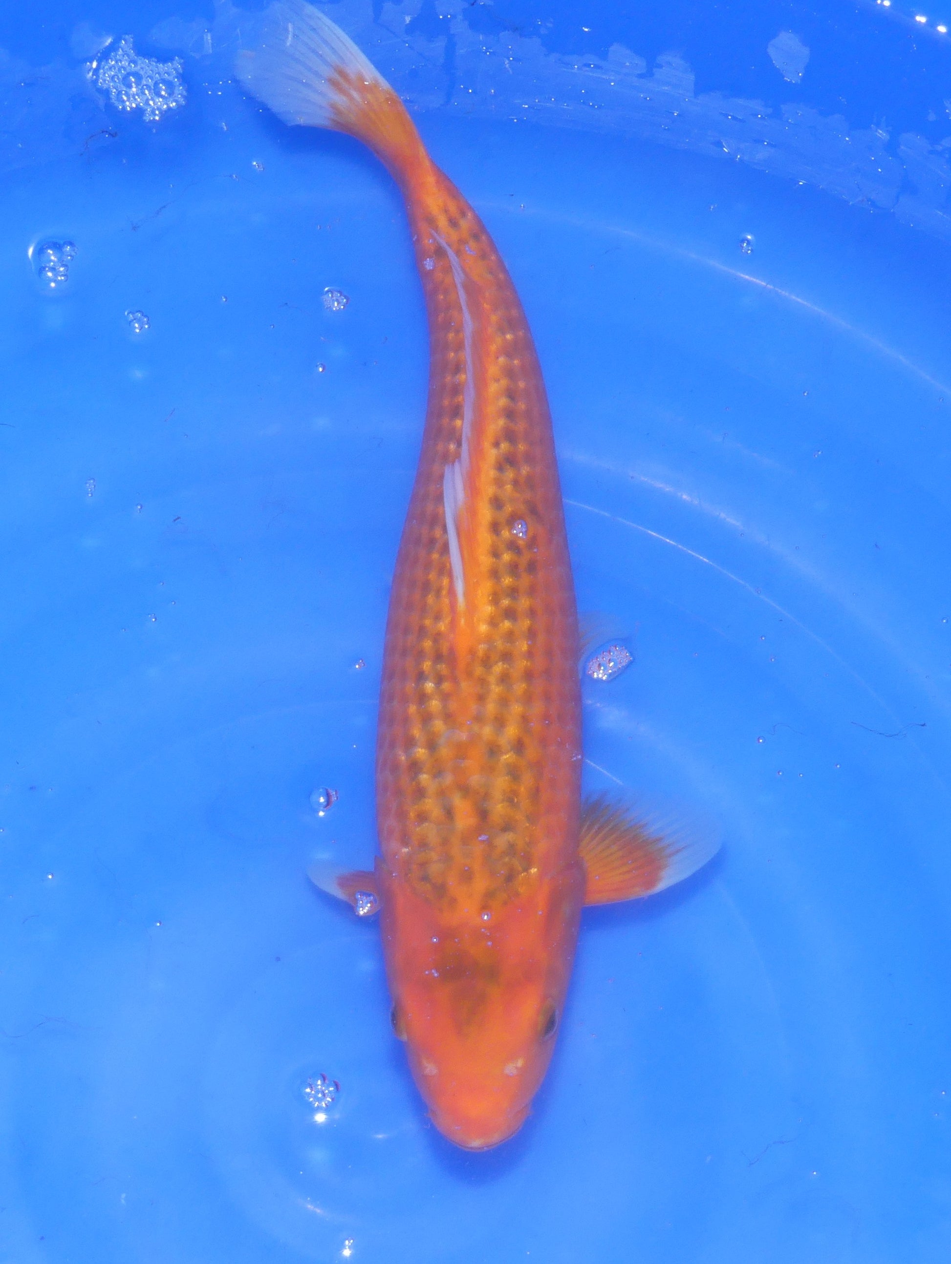 Aka Matsuba, 40 cm, 2024, Nisai [c413f24e-80c7-4a9d-ba78-c4bf8454a44e.jpg]