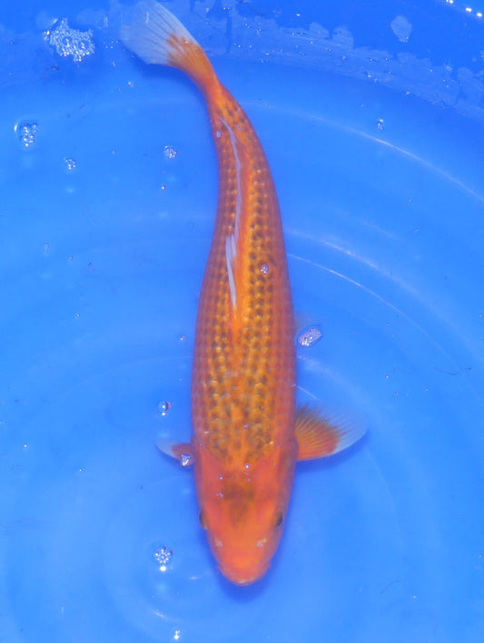 Aka Matsuba, 40 cm, 2024, Nisai [c413f24e-80c7-4a9d-ba78-c4bf8454a44e.jpg]