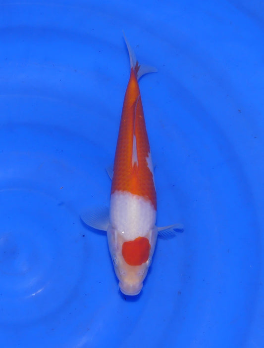 Kohaku, 23 cm, 2025, Tosai [c57db9f2-46c8-42b8-a606-5e054f132f64.jpg]