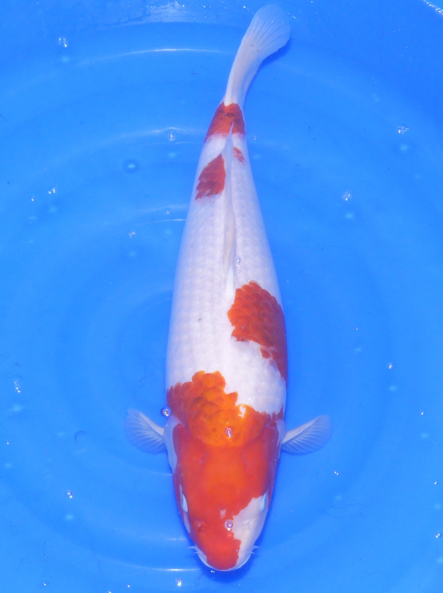 Ai Goromo, 56 cm, 2023, Nisai [c6a4c600-3778-4861-a8f2-d3de6f5ff688.jpg]