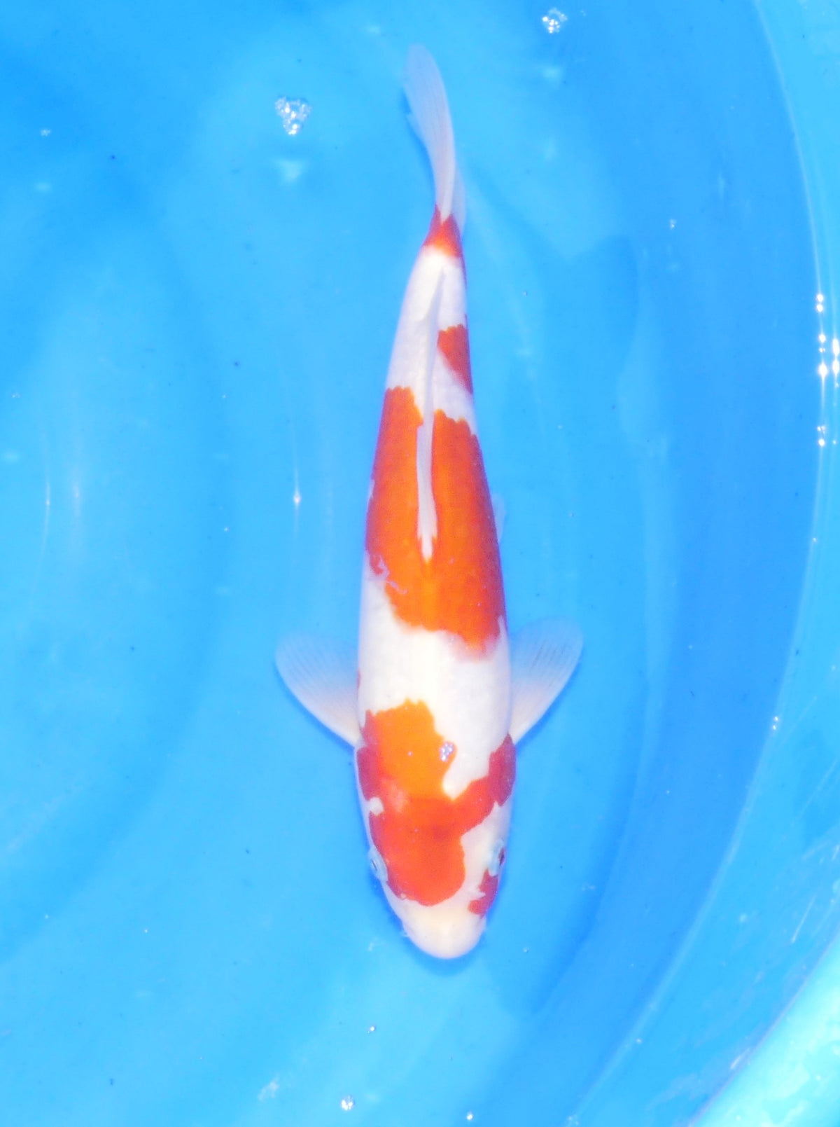 Kohaku, 30 cm, 2025, Tosai [c7781bc2-f96c-46d8-9cbb-1d0853215fd2.jpg]