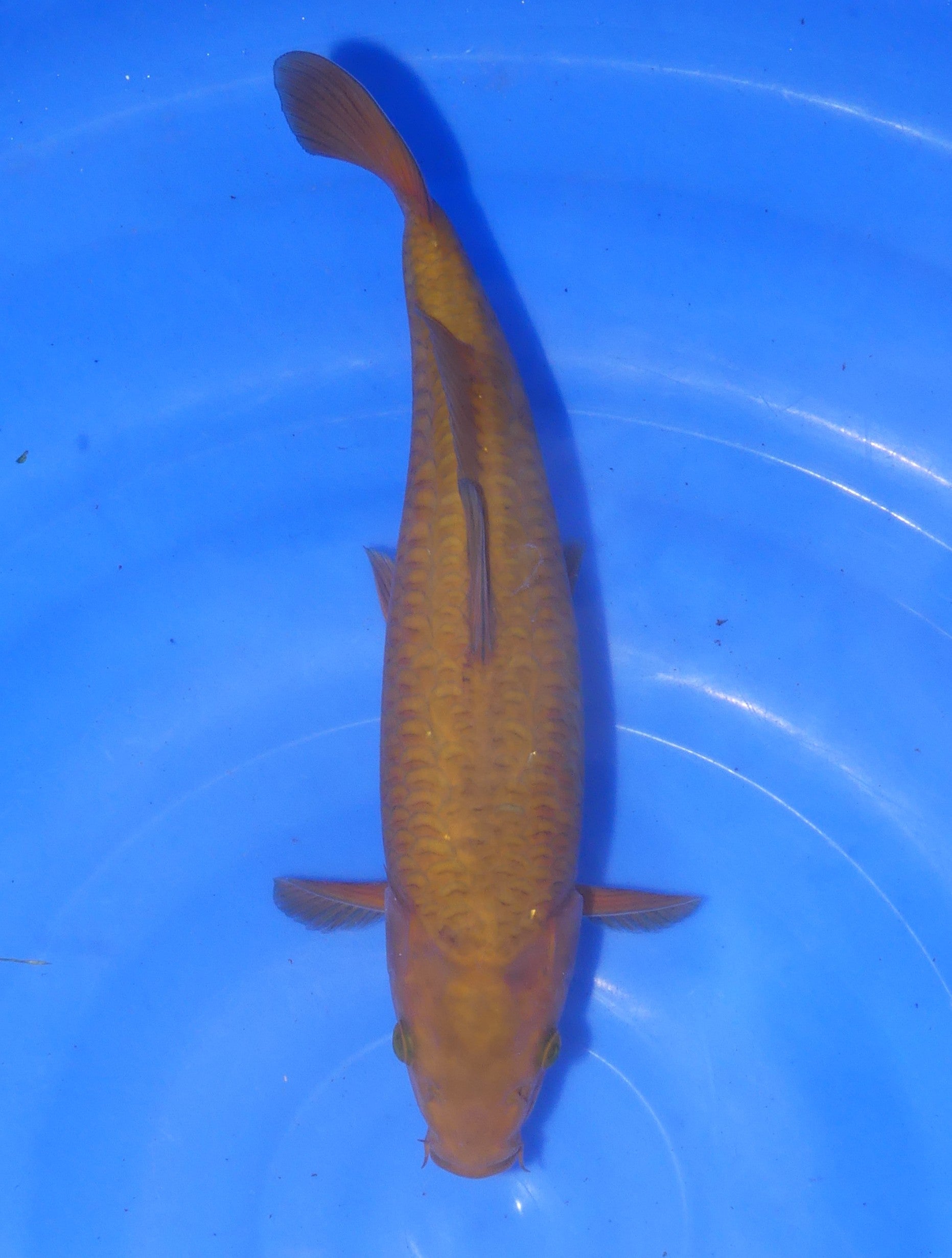 Big Scale Chocolate Doitsu Chagoi, 33 cm, 2024, Nisai [ca2b19aa-084a-4d07-bb99-5bdd28af833e.jpg]